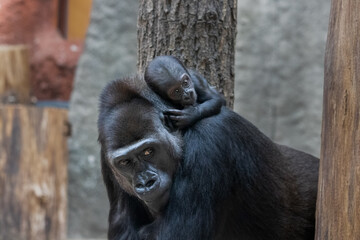 close-up of a mother gorilla and her cute baby