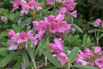 flowering rhododendron shrub in spring bloom.