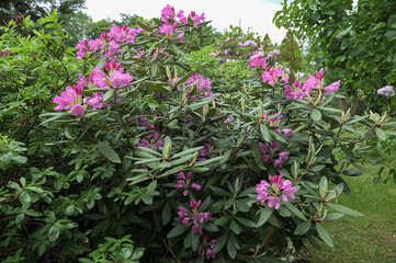 flowering rhododendron shrub in spring bloom.