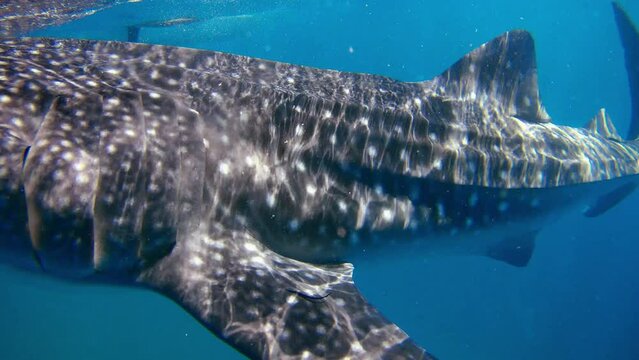Majestic whale shark gracefully swims in blue water, flaunting its enormous body as it glides past the camera
