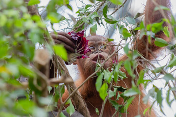 Obraz premium captures a young orangutan hugging a tree trunk with a tender, almost shy expression. The orangutan's reddish-brown fur contrasts with the gray bark and the green foliage in the background,