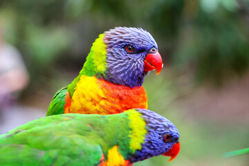 Vogel