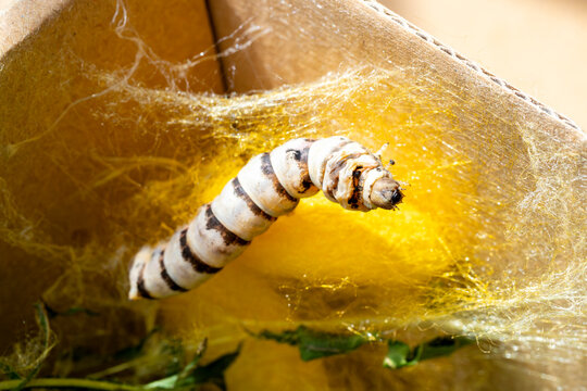 macro close up of a silkworm spinning the cocoon (Bombyx mori - domestic silk moth)