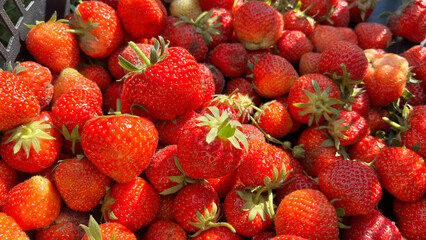 Ripe strawberries just collected in the garden to the box in the beginning of summer