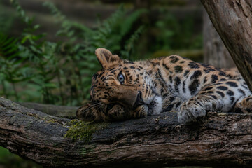 Amur leopard, sitting on a tree, has 1 open eye, looking forward, natural background(Panthera pardus orientalis) portrait Amur Leopard,Manchurian spotted leopard,Manchurian leopard , calm atmosphere