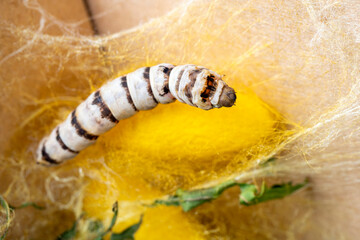 macro close up of a silkworm spinning the cocoon (Bombyx mori - domestic silk moth)