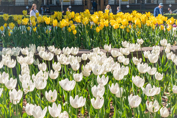 White and yellow tulips on the streets of the city. Spring flower decoration. Tulips in landscape...