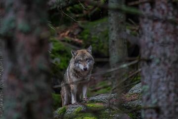 wolf in the forest