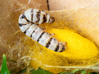 macro close up of a silkworm spinning the cocoon (Bombyx mori - domestic silk moth)