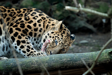 Panthera pardus orientalis ,Amazing eye contact and beautiful colors,