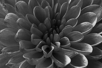 Monochrome Chrysanthemum flower 15980 BW