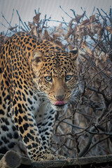 Javan leopard (Panthera pardus melas) hunting, predatory gaze, eye contact, leopard on the hunt, natural background, leopard, hunting, hunting instinct, fear, cold, predator, endangered, Java, endemic