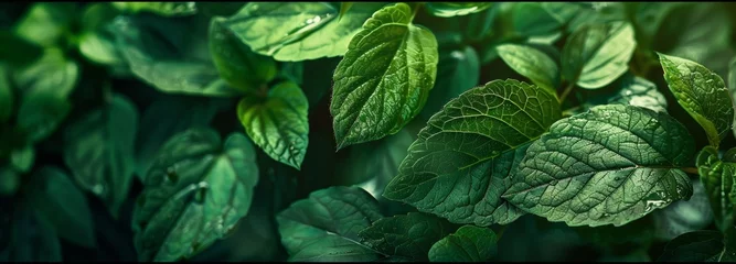 Ingelijste posters Ziekenhuis Lush green nature background perfect for design projects and presentations, serene and refreshing  © vetrana