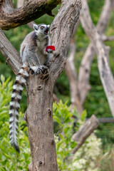 lemur on tree