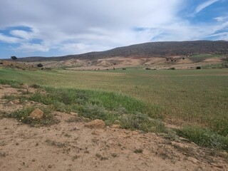 The green meadow in spring is a beautiful sight