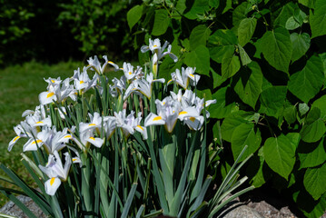 Irysy holenderskie w ogrodzie © Mateusz