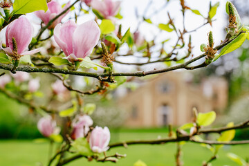 Close-up of magnolia tree branch with pink magnolia flowers and softly blurred background with...