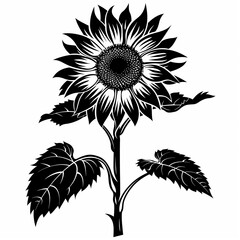 A black and white drawing of a sunflower