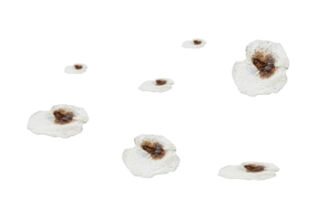 Bird droppings - on isolated transparent background.