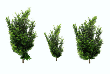 Spruce coniferous trees - on isolated white background.