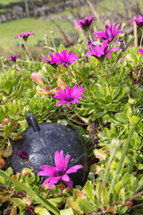 Pink wildflowers on Flores Island.