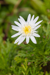 Obraz premium White wildflowers on Flores Island.