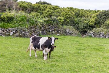 A cow and calf in a field on Flores Island.