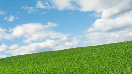 A hilly field with green grass, agricultural shoots, illuminated by the sun against a background of blue sky with clouds. Nature abstract background