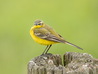 Yellow wagtail, motacilla flava, perched on a pole, with out of focus green background 