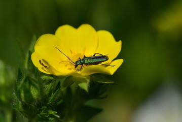 Kleiner grüner Käfer auf einer Fingerkraut-Blüte