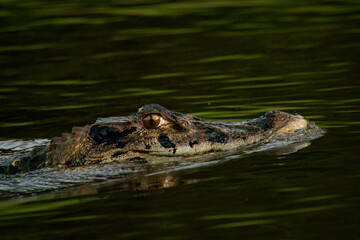 crocodile in the water