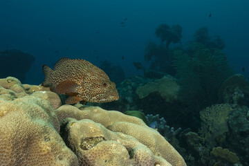 Beautiful greasy grouper swimming on a reef in the Caribbean Sea with a background of corals