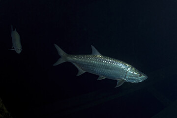 Pair of tarpon swimming with a black background