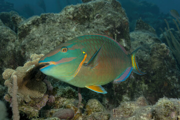 Beautiful parrotifsh of multiple colors swimming in a Caribbean reef