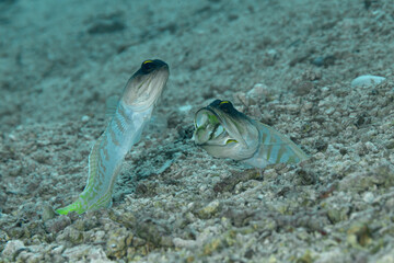 Pair of black cap jawfish threatening on a yellow sand beach in the Philippines