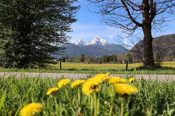 watzmann, berchtesgaden, frühling, berge, alpen, löwenzahn, sommer, blühen, ramsau,...