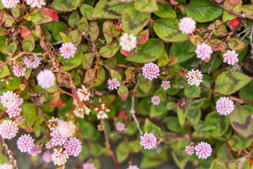 Wildflowers on Sao Miguel Island.