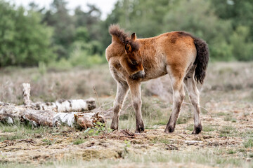 exmoor pony cute in nature arrea foal small horse
