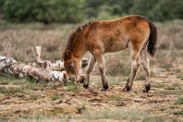 exmoor pony cute in nature arrea foal small horse