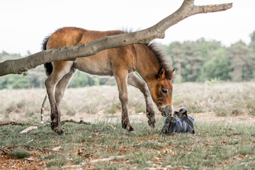 exmoor pony cute in nature arrea foal small horse