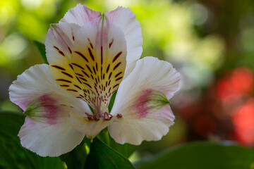 White flowers of peruvian lily. Purple green and yellow flowers. flower isolated in nature.  alstroemeria aurea.