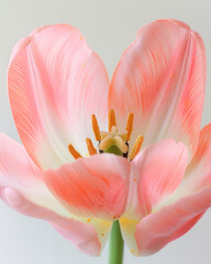 The image shows a stunning pink and white flower with a vibrant green stem in a closeup view