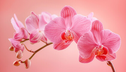 Close up of a pink orchid with a pink background, highlighting its beauty and delicate details
