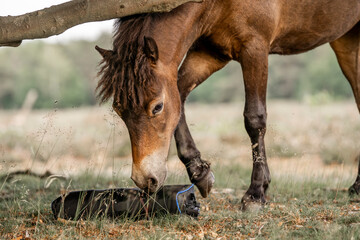 exmoor pony cute in nature arrea foal small horse