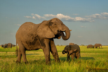 Elephants drinking at the Chobe river between Namibia and Botswana in the afternoon seen from a...