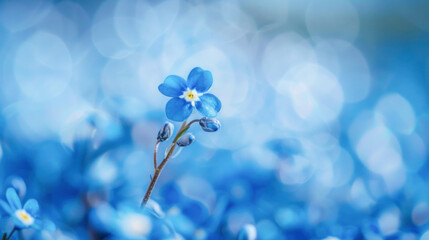 A small blue flower with a yellow center is standing out in a sea of blue flowers in the field
