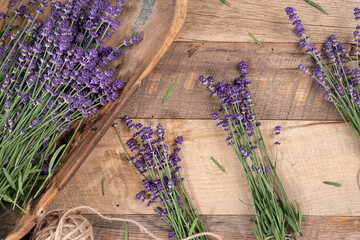 Harvesting and bundling fresh purple lavender for drying, organic.