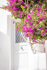 flowers in a window