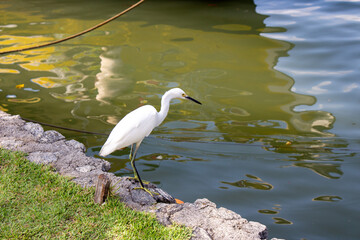 Gar&ccedil;a. Ave de plumagem branca