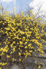yellow blooming winter jasmine and blue sky